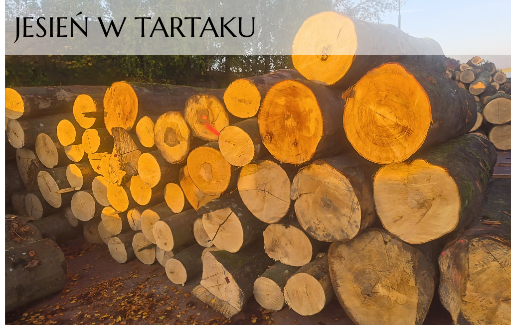 Jesień w tartaku